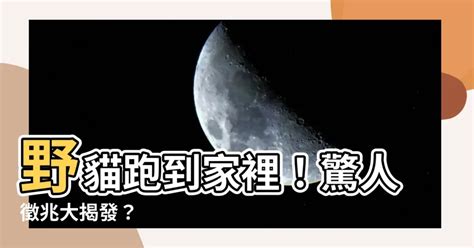 野貓跑到家裡|野貓跑進家裡怎麼辦？完整驅趕秘訣，讓牠不再來！ 